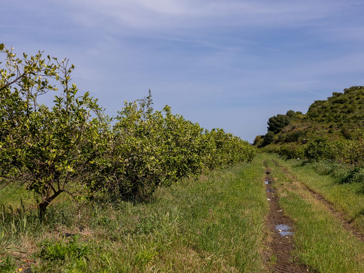 Una de las plantaciones de la finca, con las líneas de arbolado a los dos lados del camino de tierra y las lomas al fondo