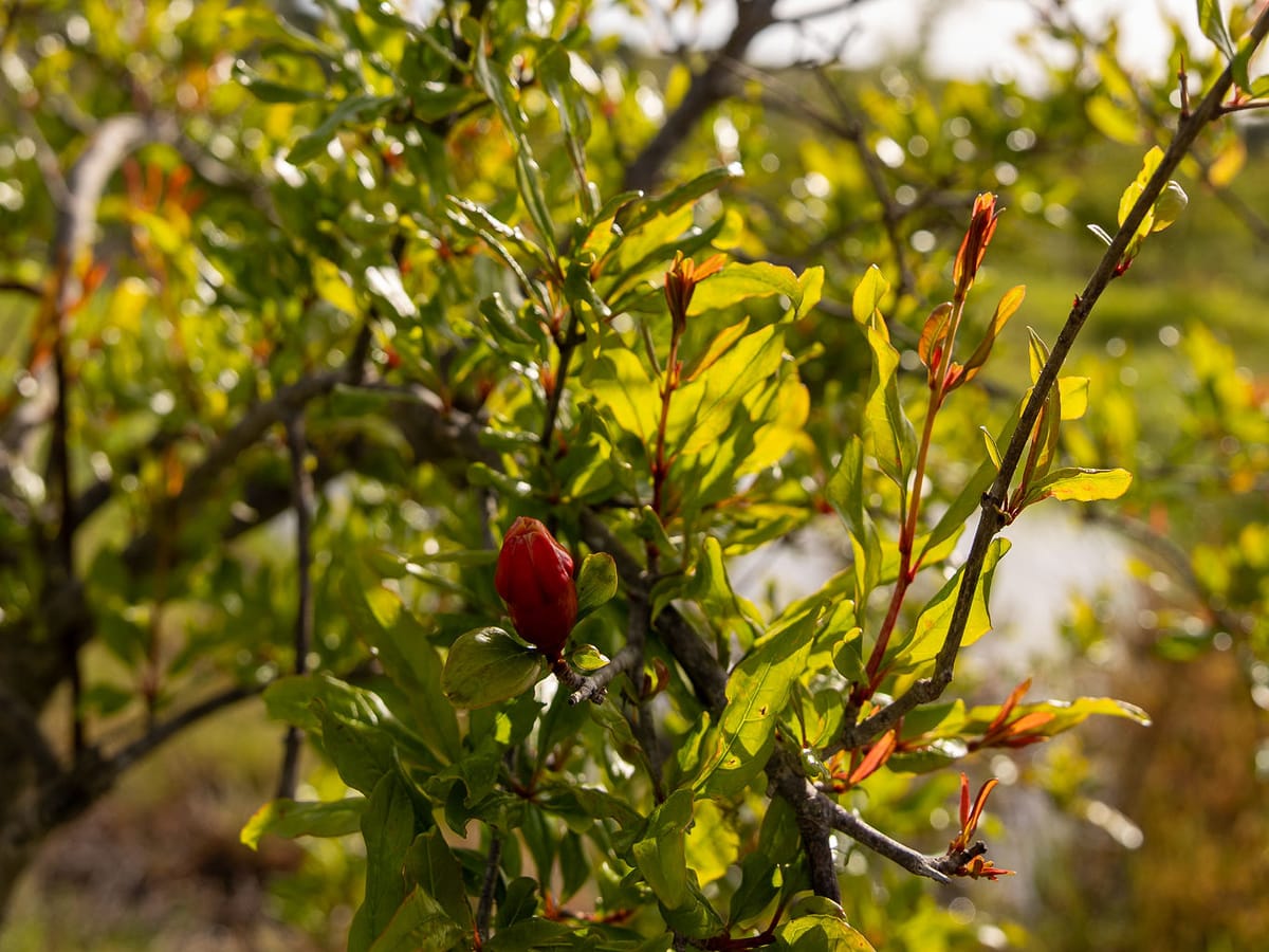 Rama de granado a contraluz, con los brotes nuevos y una flor roja a punto de abrir