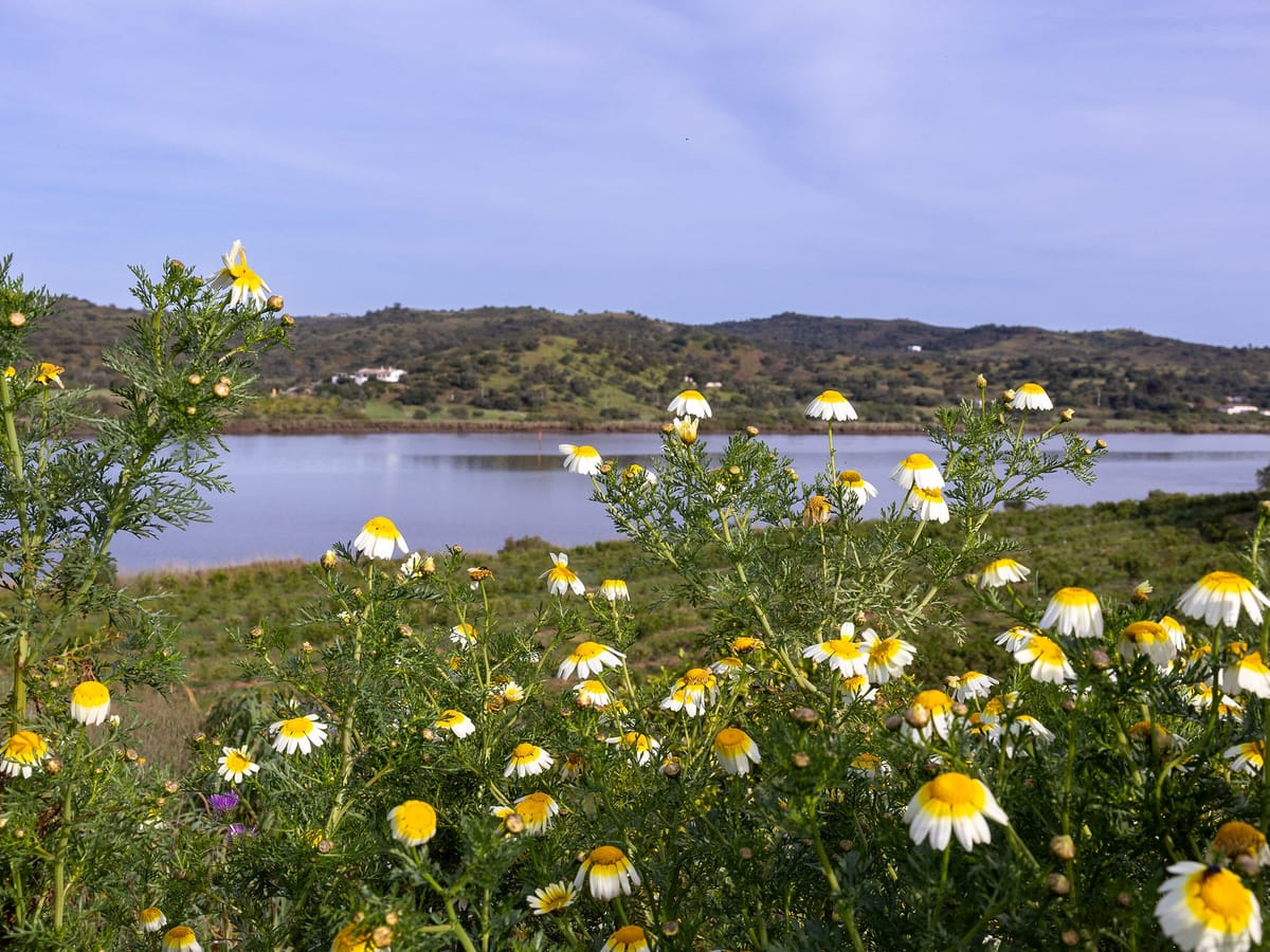 El Guadiana en calma visto entre las margaritas silvestres de la ribera, con la loma arbolada de la otra orilla reflejada en el agua