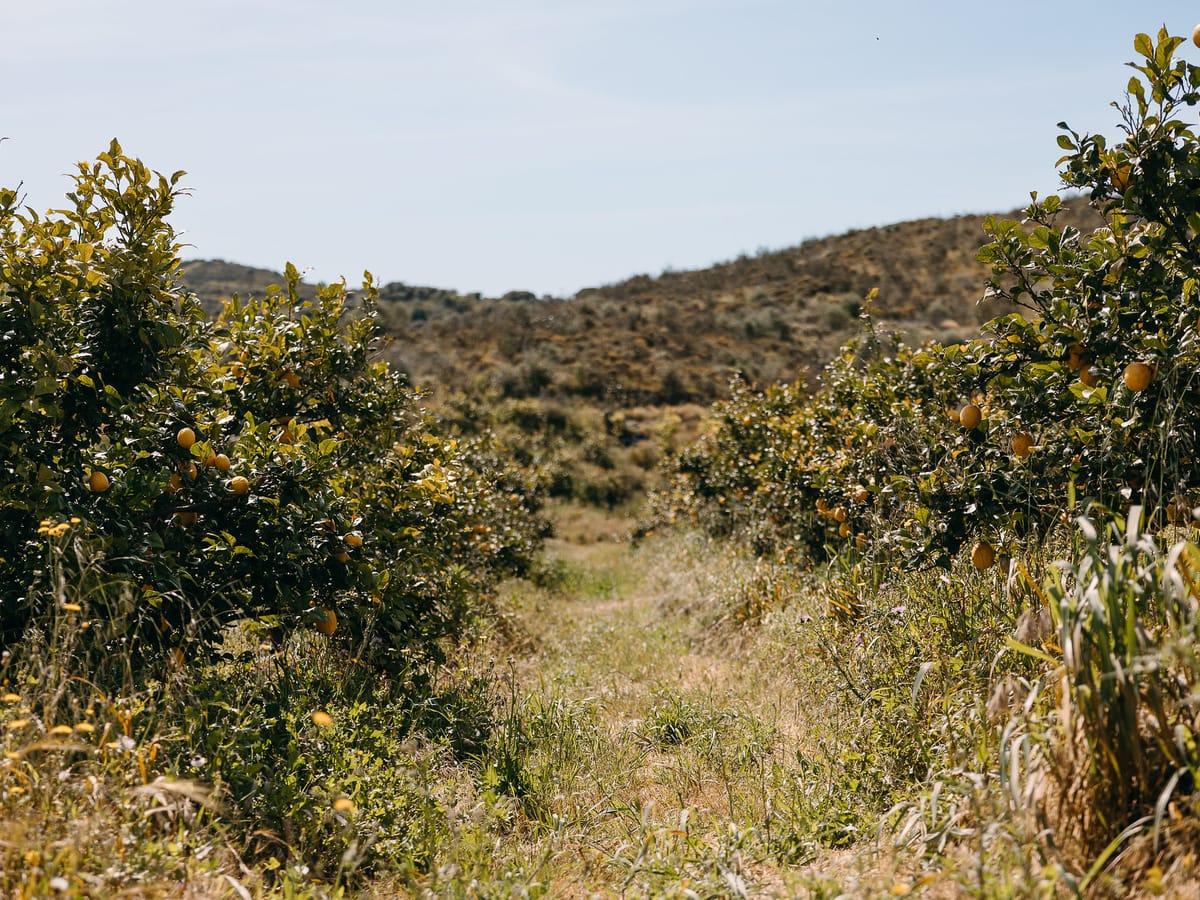 Una calle de tierra entre las líneas de arbolado de la finca, abriéndose hacia las lomas del fondo