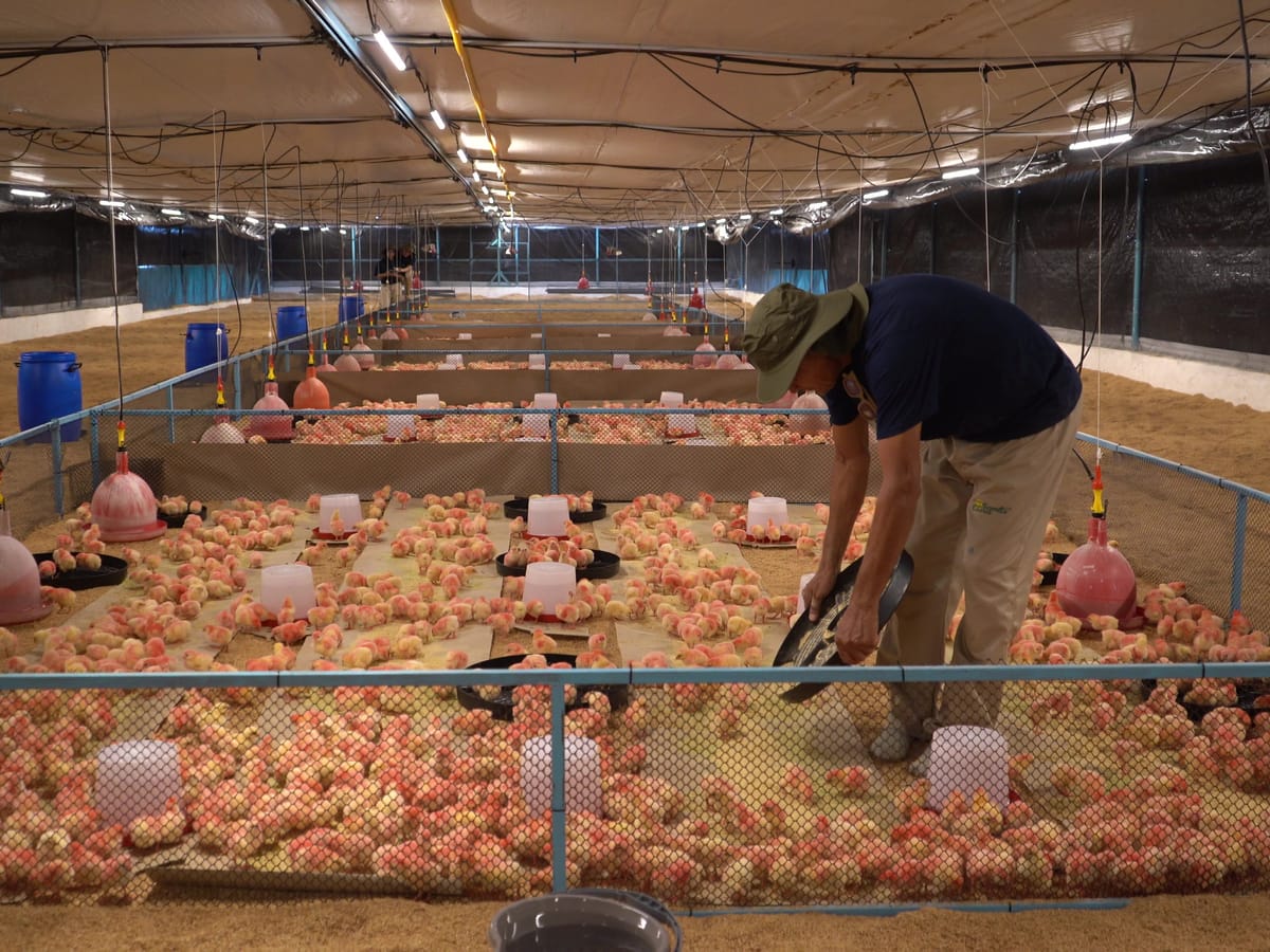 Operario repartiendo alimento dentro del corral, entre las pollitas