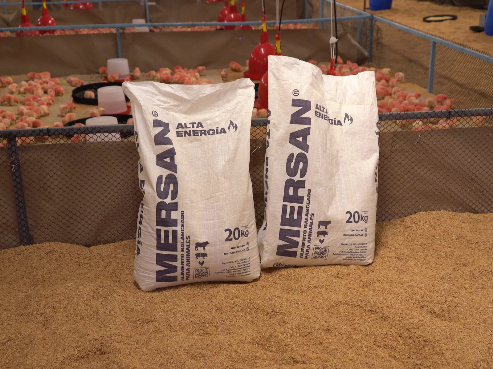 Sacos de alimento Mersan apoyados junto al corral, dentro del galpón de levante